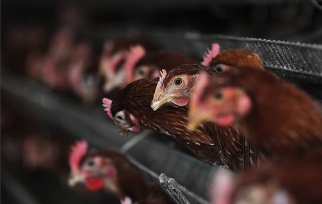 Bird flu: outbreak of highly pathogenic H5N6 virus