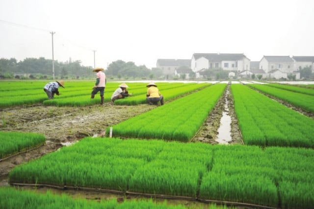 Laos to produce over 5 mln tons of rice annually by 2025