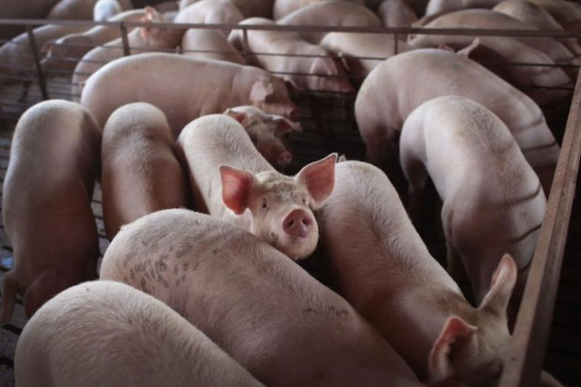 'Rapid and far-reaching' spread of African pig virus seen