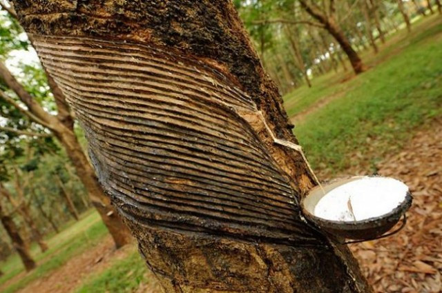 Rubber growers seek government help as price plummets