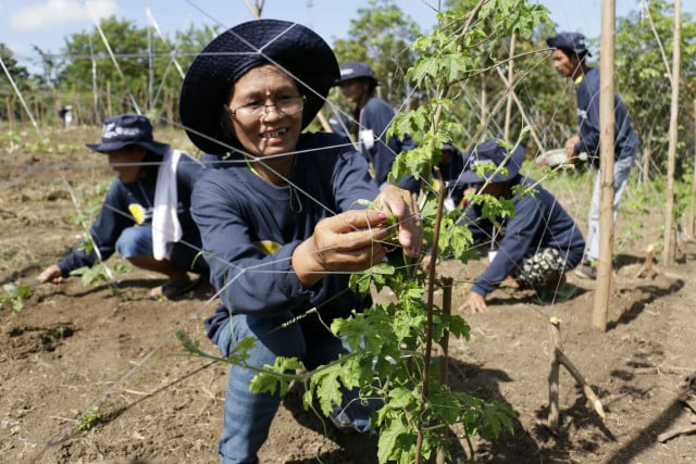 Disaster-resilient farming practices seen boosting gains