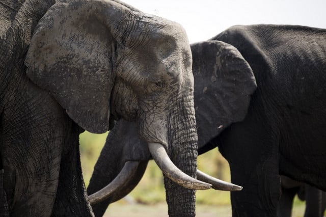 Zimbabwe sells 100 elephants to China, Dubai