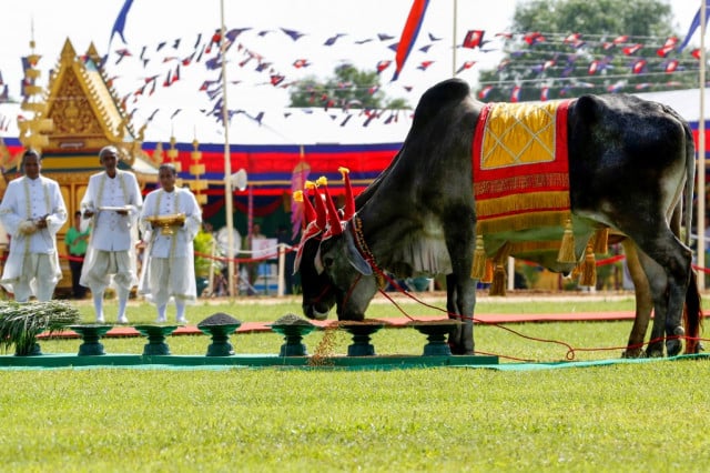 The Plowing Ceremony – Abundant Crops Predicted for this Year