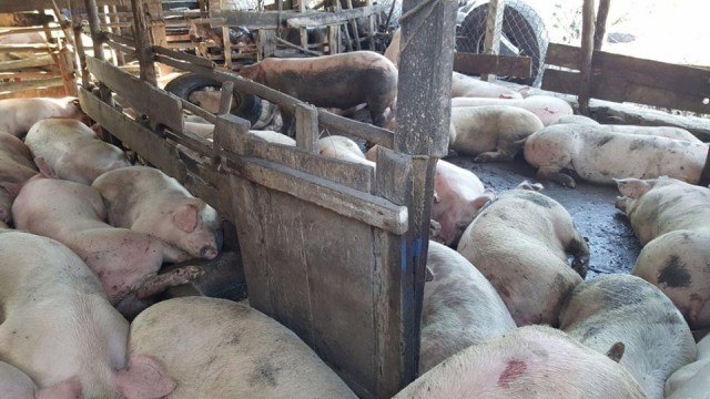 Pig Farmers Fear Sharp Pig-Price Increases May Affect Consumers 
