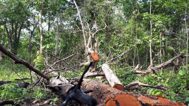 Prey Lang Community Network voices great concern over rapid increase of illegal logging