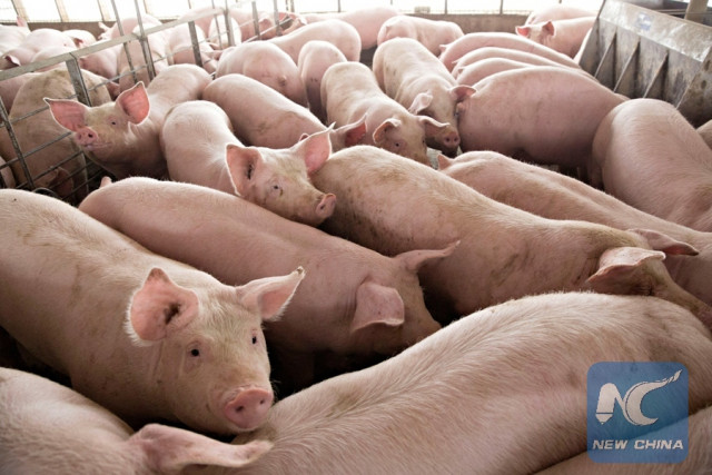 Philippines bans import of pork products from Laos as deadly pig virus spreads