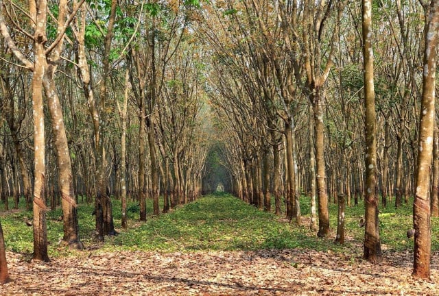 Cambodia’s rubber export up 24 pct on-year in H1