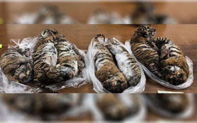 Seven dead tigers found in car in Vietnam