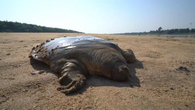 In Cambodia, giant turtles come back from the brink