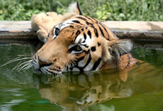 India's wild tiger population jumps to almost 3,000: census