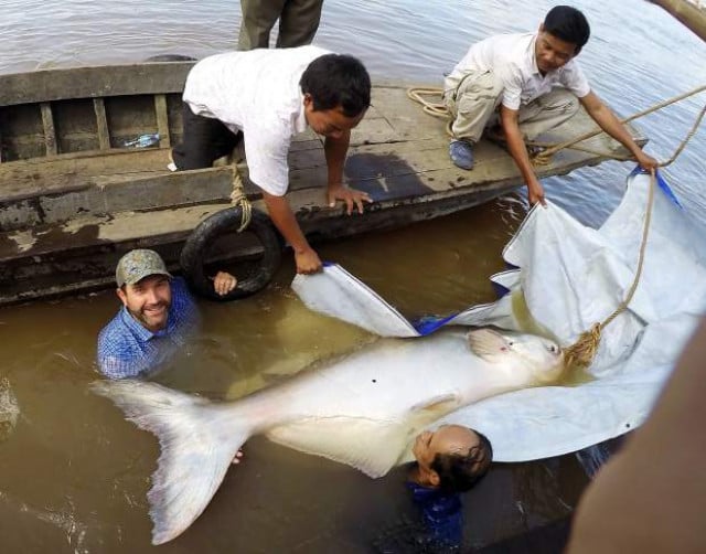 Freshwater megafauna populations declining globally