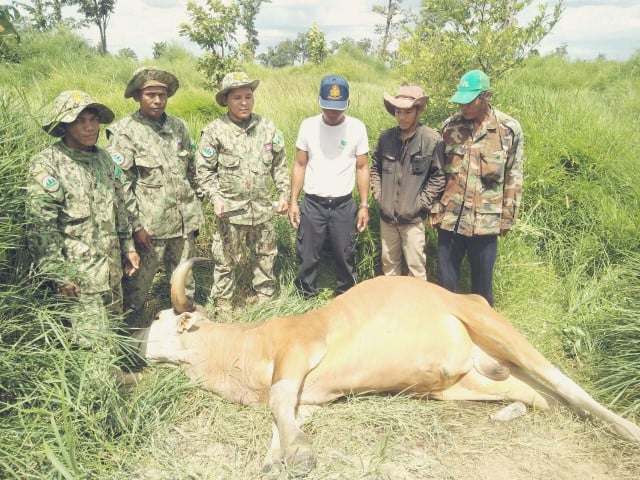 Endangered banteng found dead in Oddar Meanchey 