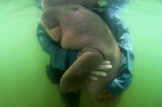 Beloved baby dugong 'Mariam' dies in Thailand with plastic in stomach