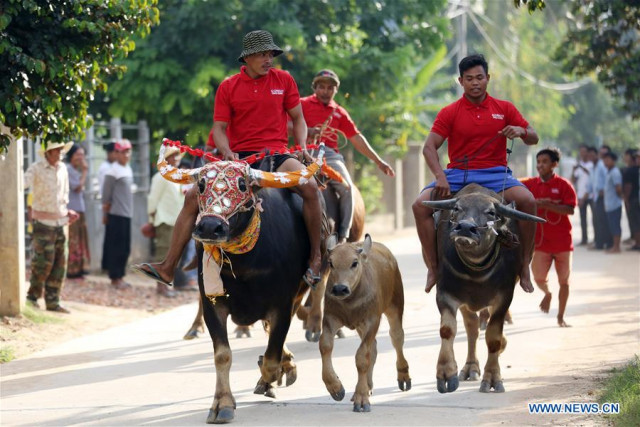 Traditional buffalo race attracts crowds of spectators in Cambodia
