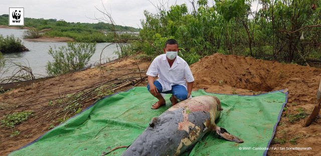 Another Irrawaddy Dolphin Found Dead