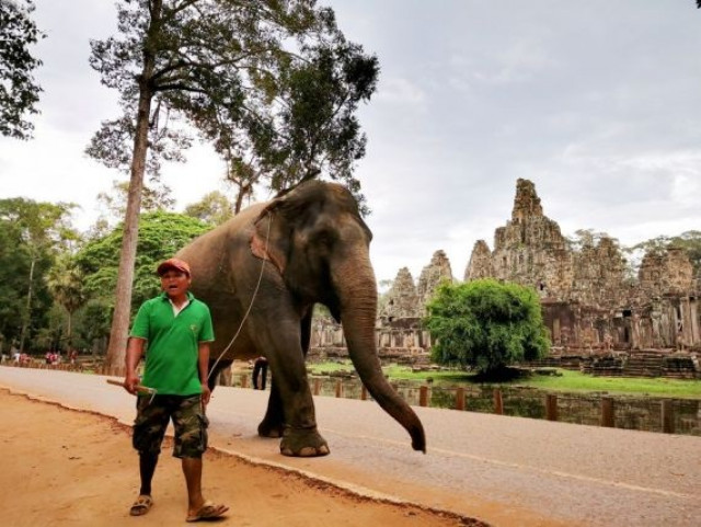 Elephant rides at Cambodia's famed Angkor to be banned from 2020
