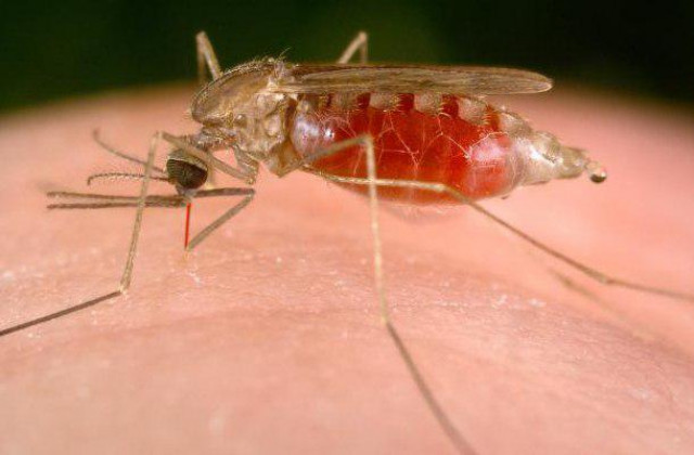 A Scientist Speaks of the Never-Ending Fight Against Disease-Carrying Mosquitoes 
