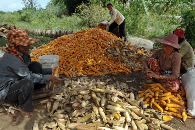 New body set up to control quality of crop seeds in Cambodia 