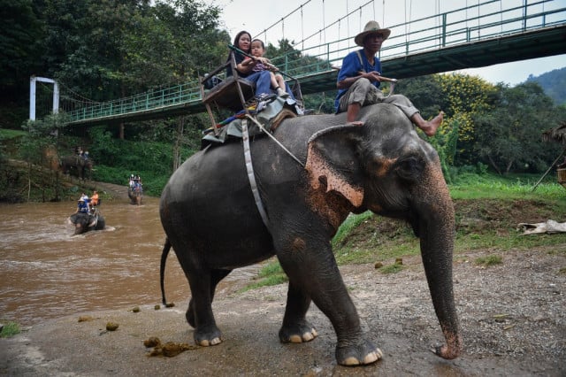 Elephants in Thailand 'Broken' for Lucrative Animal Tourism