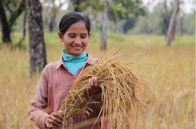 Ibis Rice Project produces 182 tonnes of rice in 2019