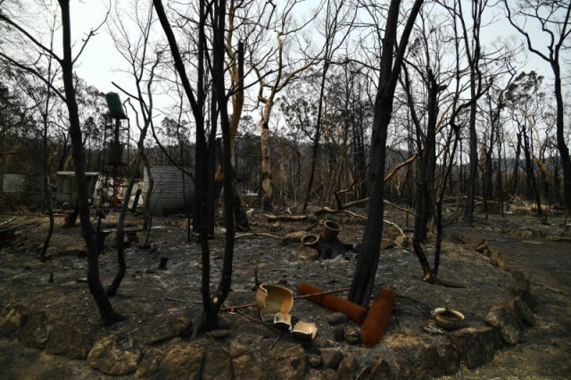 Threatened species hit hard by Australia's bushfires