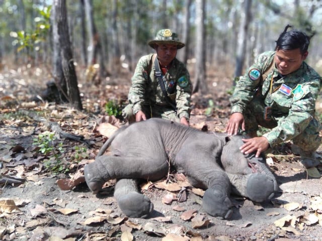 Baby Elephant Found Dead 