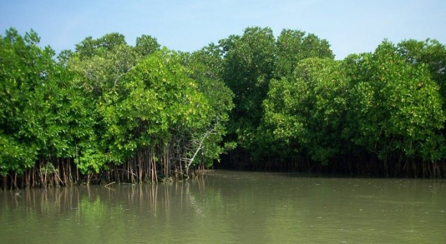Letter to a Mangrove Eater Who Has Just Dirt on his Brain 