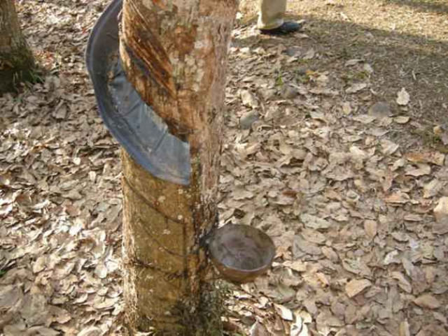 Cambodia's rubber export up 30 pct last year