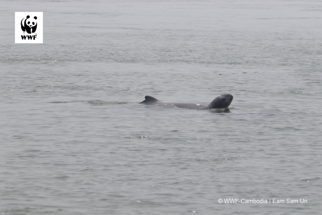 New Dolphin Calves Recorded in Cambodia, but Survival Not Assured