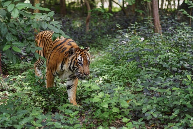 The Phnom Tamao Wildlife Rescue Center Is in Trouble Due to COVID-19