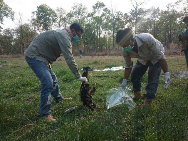 Three Critically Endangered Giant Ibis Killed Illegally