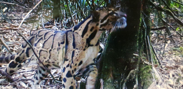 Rare and Vulnerable Animals Spotted in Ratanakiri Province