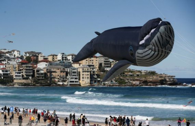 Australian man fined after rescuing whale calf