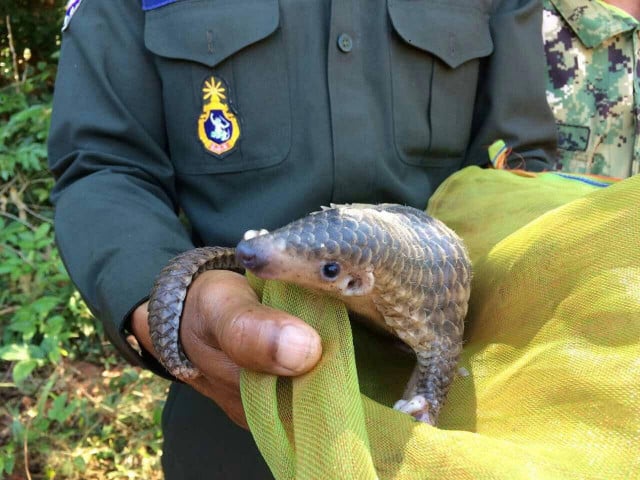 Wildlife Poaching Continues in Spite of COVID-19