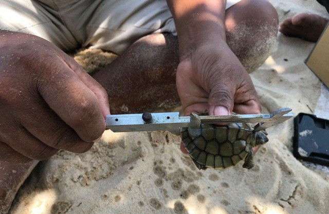 Cambodia Celebrates the Birth of Royal Turtles, One of the World’s Most Endangered Species 