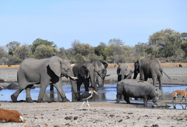 Botswana probes mysterious death of 12 elephants
