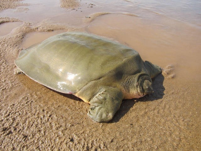 Conservationists Discover 49 Nests of Endangered Turtle in 2020