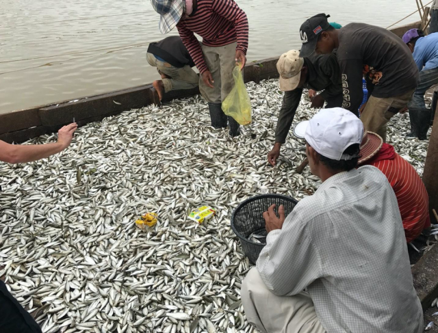 Migration of small mud carp species Henicorhynchus lobatus and H. siamensis (Trey Riel) in Tonle Sap system