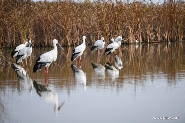 China Focus: Beijing steps up wildlife protection with new regulation