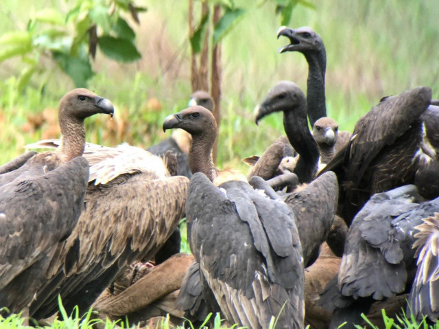 Cambodia’s Vultures are Slowly Disappearing