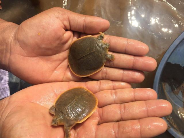 100 rare turtle hatchlings released into Cambodia's wild: conservationist