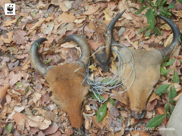 Snares Continue to be Used by Poachers to Catch Wildlife in Cambodia