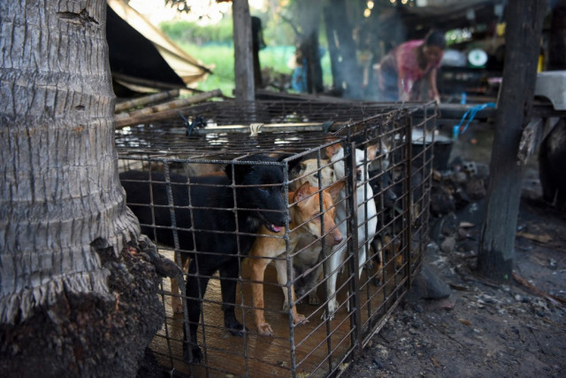 An Animal Welfare NGO Calls on the Public to Ask for an End to Dog Meat Trade