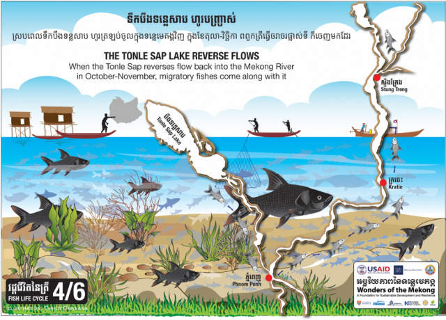 Hundreds of millions of fishes weighing millions of tons migrate along with reverse flows of the Tonle Sap Lake