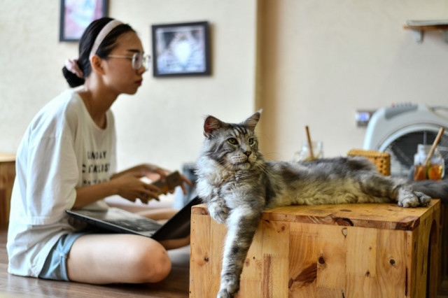 Vietnam cat cafe offers purr-fect pick-me-up for rescued felines
