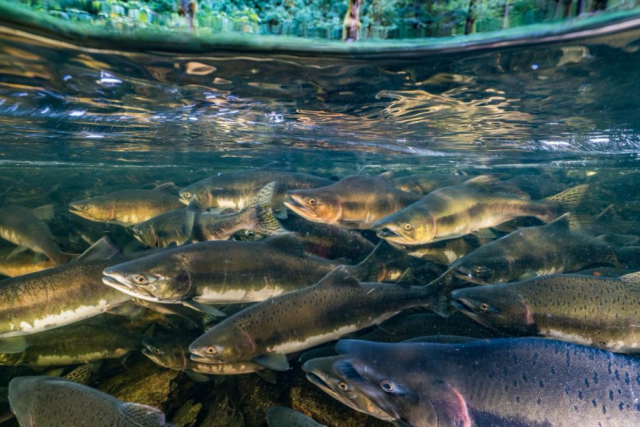 Many freshwater fish species have declined by 76 percent in less than 50 years