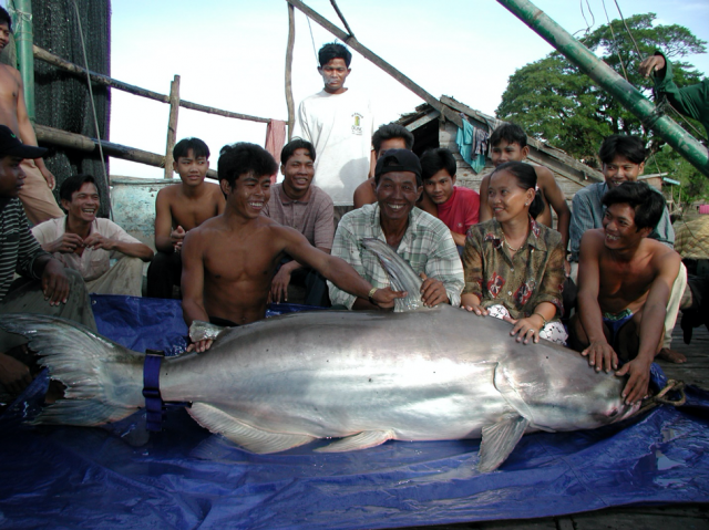 Many freshwater fish species have declined by 76 percent in less than 50 years (continued)