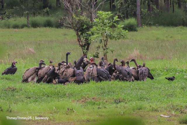 Cambodia's rare vultures remain on the edge of extinction: conservationist group