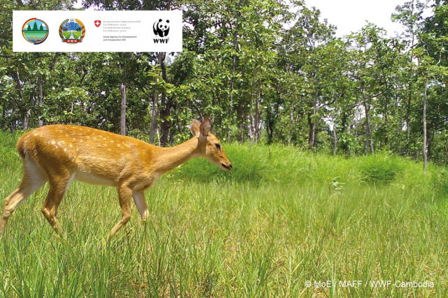 Four Endangered Eld’s Deer Detected in Cambodia for the First Time in Five Years