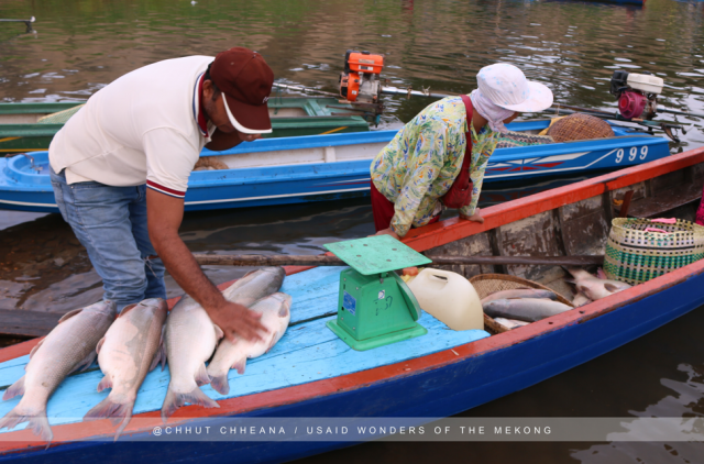 What is a breeding fishes and Why Must It Be Protected?